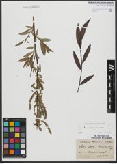 Foto von Salix triandra L. x Salix viminalis L.